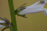 Florida lobelia